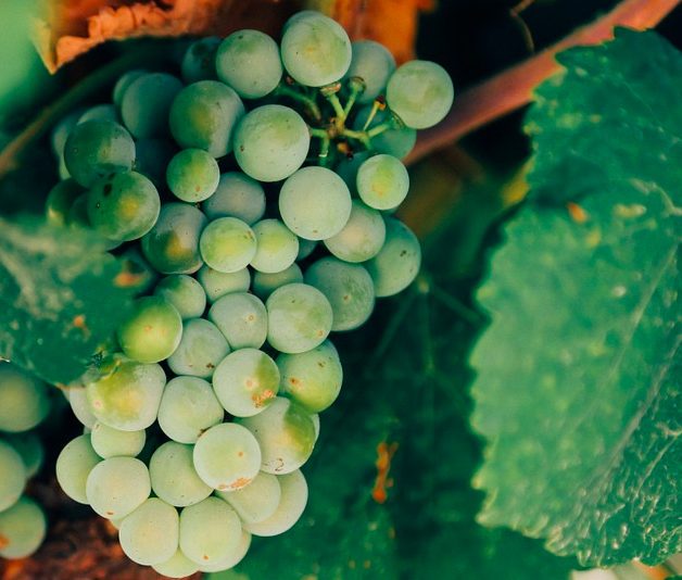 Шато Кахети. Легенди Грузії